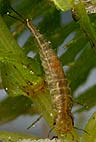 Rhantus suturalis, larva a few days old 05-08-2007