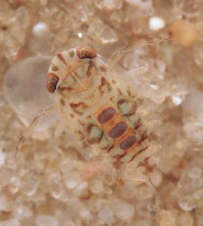 Micronectae larva on sandbottom