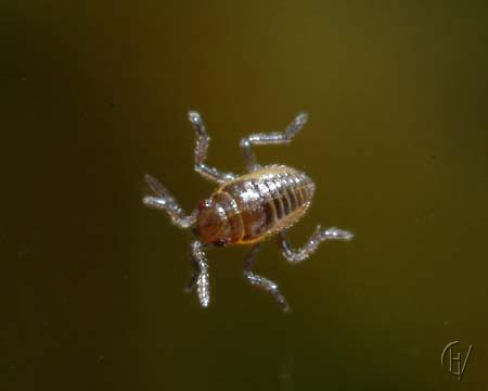 Microvelia larva 29-06-2005