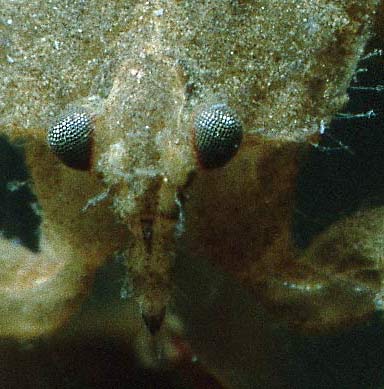 Water scorpion,larva