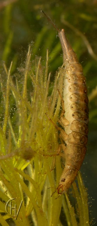 Rhantus suturalis, full grown larva 13-08-2007