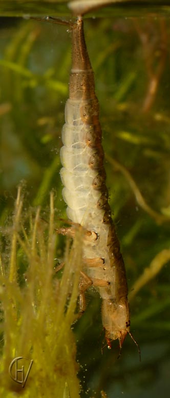 Rhantus suturalis, volgroeide larve, ademend 13-08-2007
