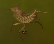rhantus suturalis, older larva pending on watersurface 13-08-2007