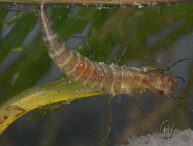 Rhantus suturalis, larva 2nd instar 05-08-22007