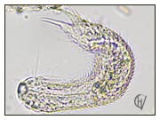 Chaetonotus species 27 okt 2024