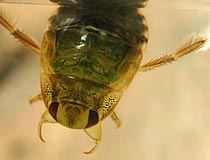 Saucer bug nymph below water surface