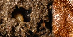 Rhantus suturalis, larva about to pupate 13-08-2007