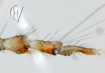 Forelia variegator, mannetje - detail linker achterpoot 22-06-2013