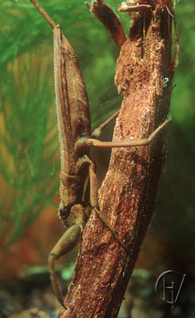 water scorpion
