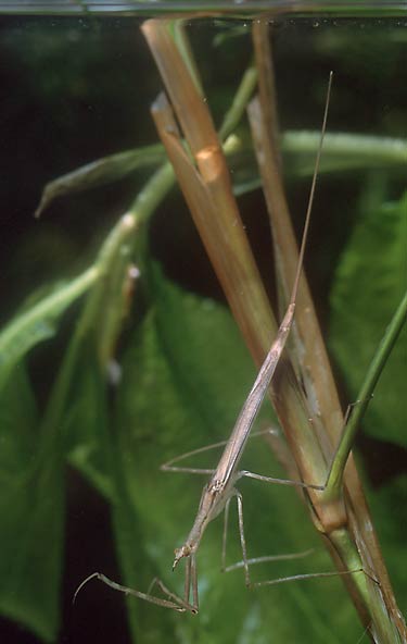 Water stickinsect