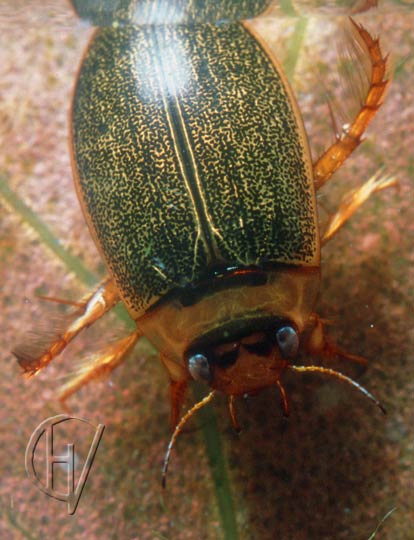 Rhantus exsoletus