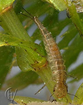 Rhantus suturalis,larva