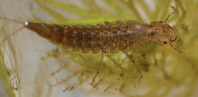 Rhantus suturalis, full grown larva, 13-08-2007